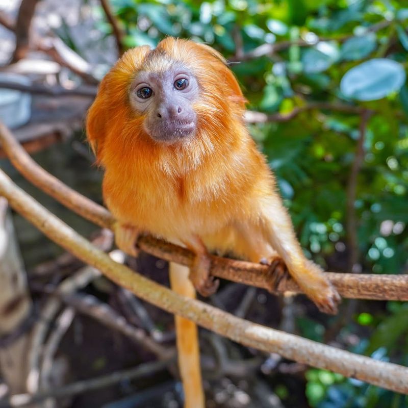 Golden Lion Tamarin