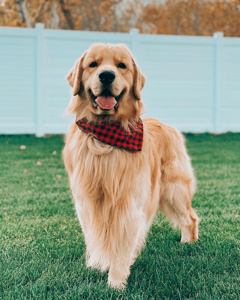 Golden Retriever