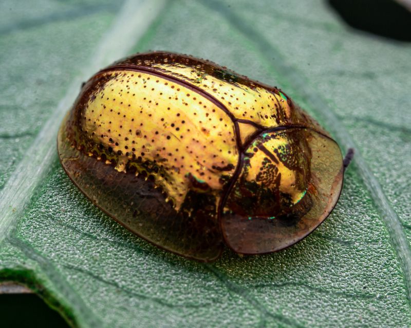 Golden Tortoise Beetle