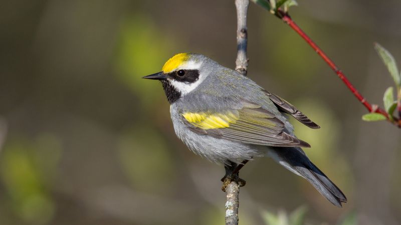 Golden-winged Warbler