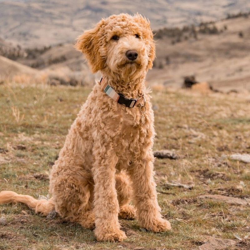 Goldendoodle