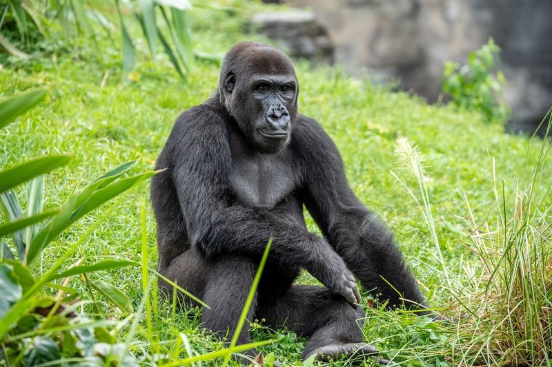 Gorilla