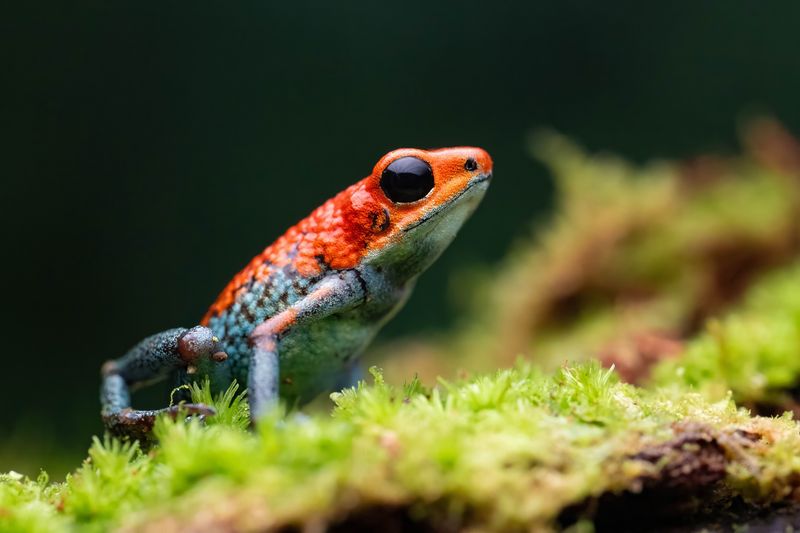 Granular Poison Frog