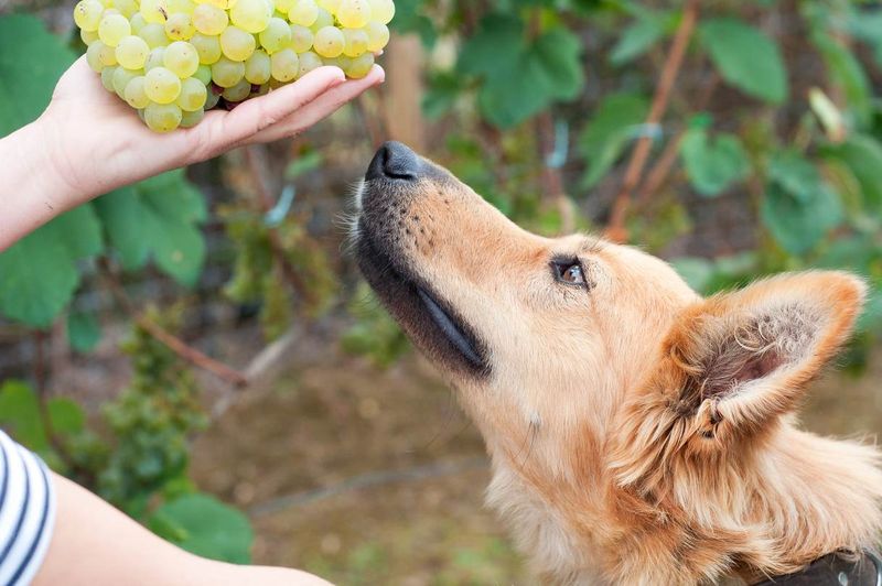 Grapes and Raisins