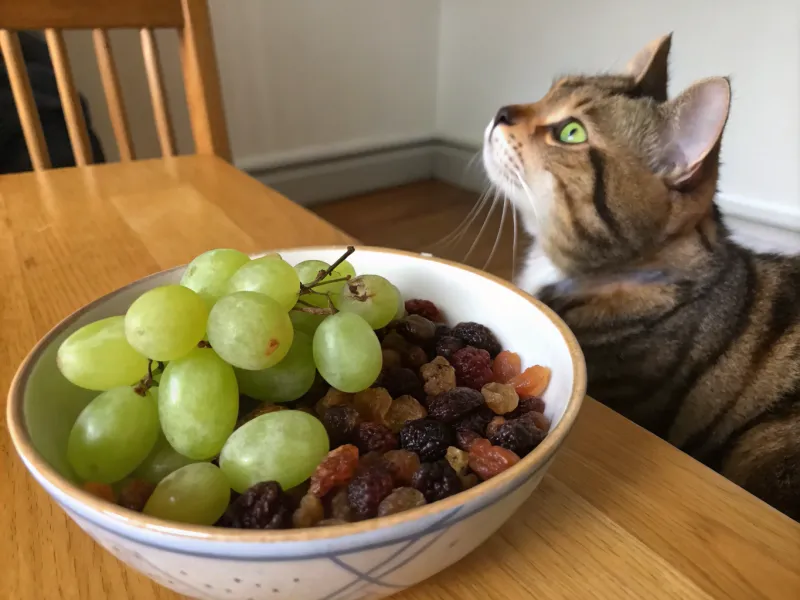 Grapes and Raisins