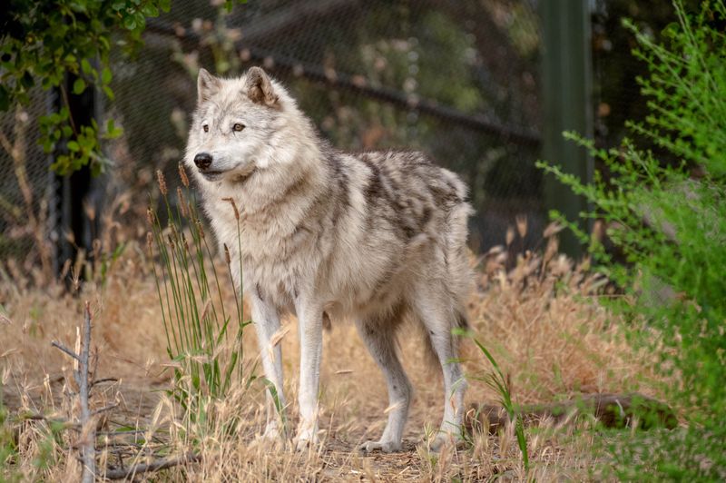 Gray Wolf