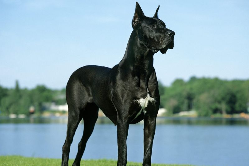 Great Dane