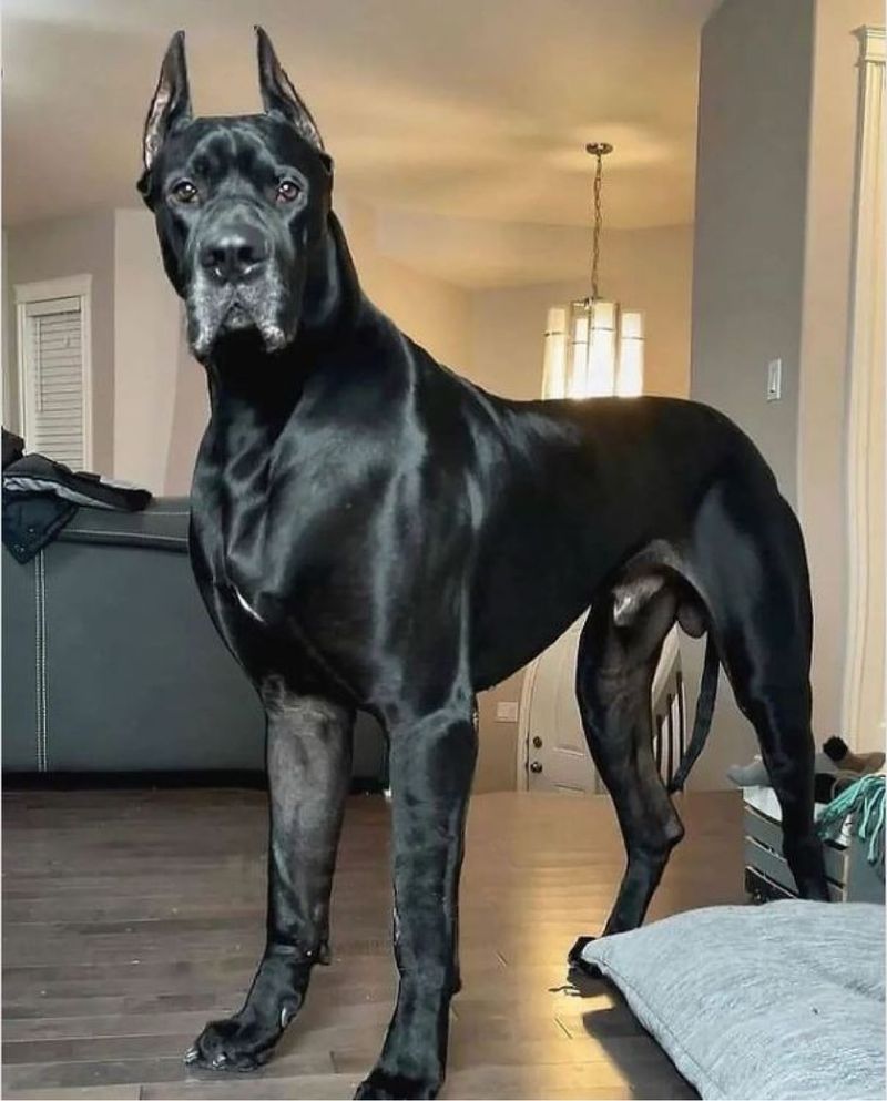 Great Dane