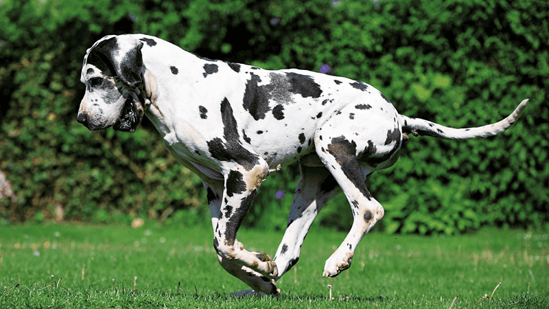 Great Dane