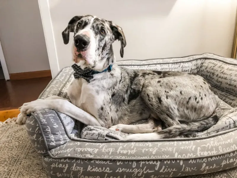 Great Dane