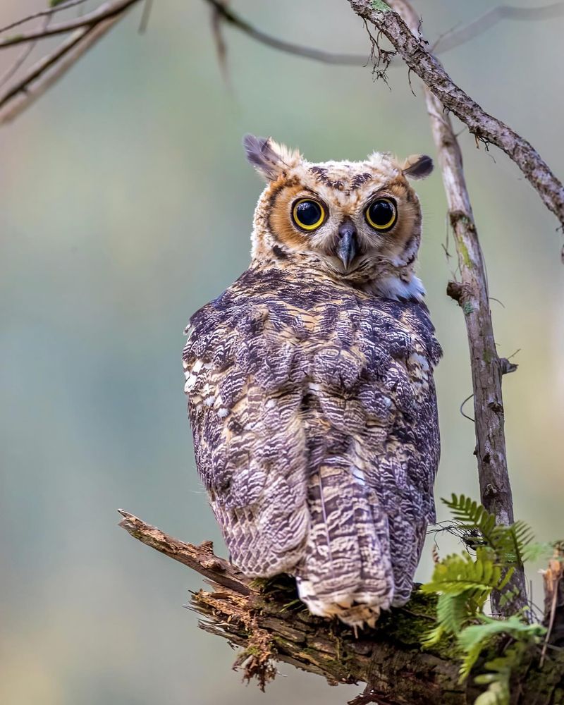 Great Horned Owl