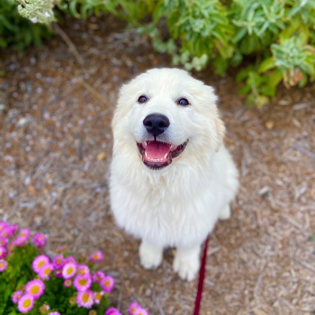 Discover 15 Dog Breeds with Cloud-Like Coats That Scream Cuddle Time