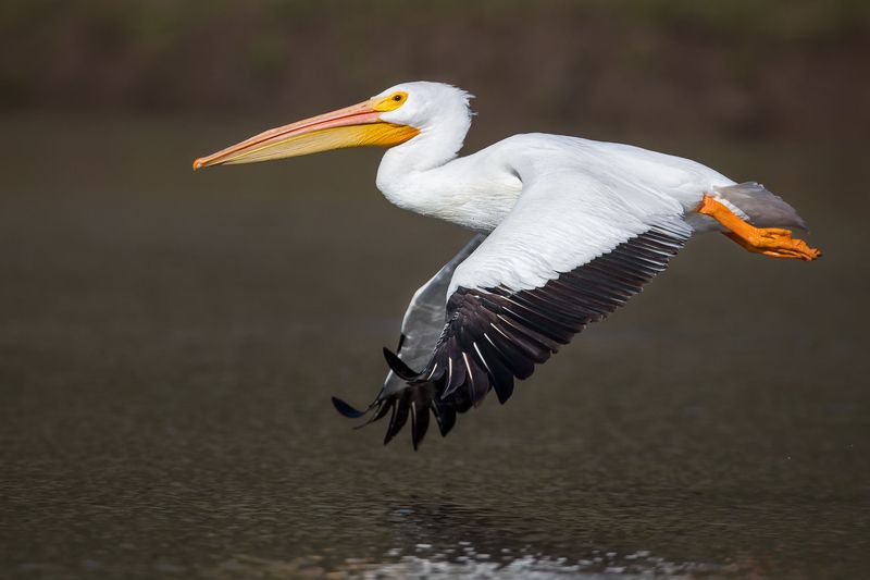 Great White Pelican