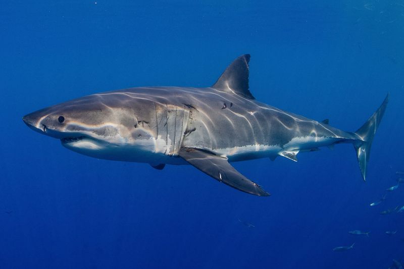 Great White Shark