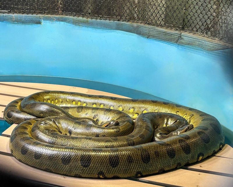 Green Anaconda