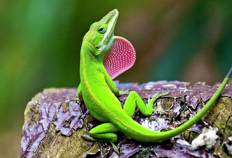 Green Anole