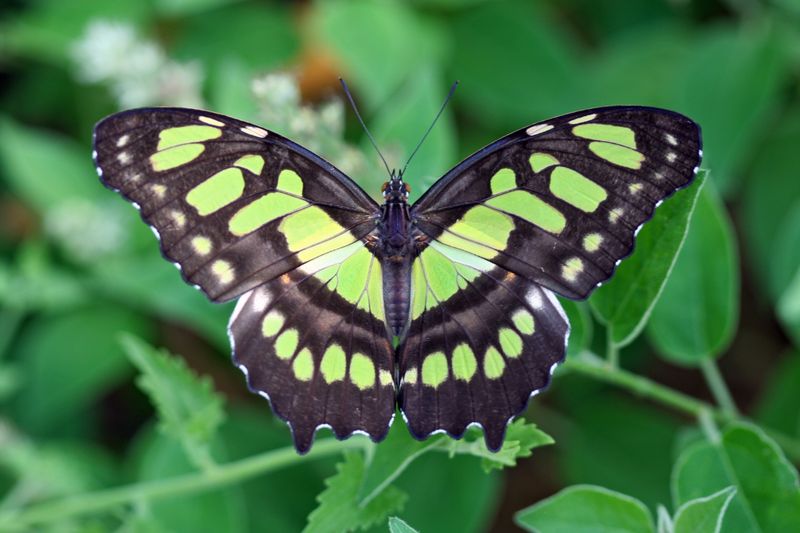 Green Butterfly