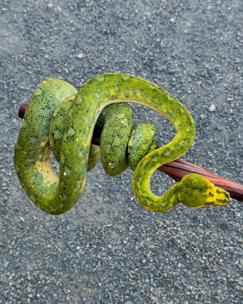 Green Tree Python