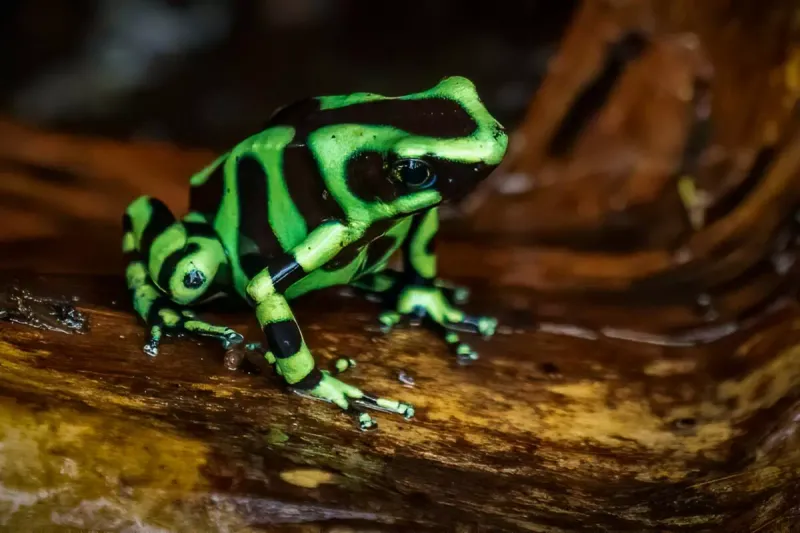 Green-and-black Poison Dart Frog