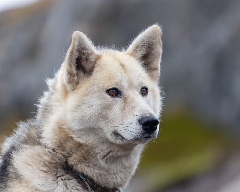 Greenland Dog