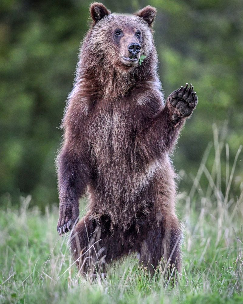 Grizzly Bear