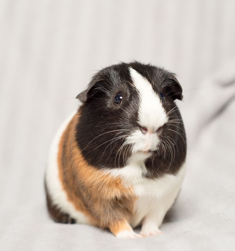 Guinea Pig