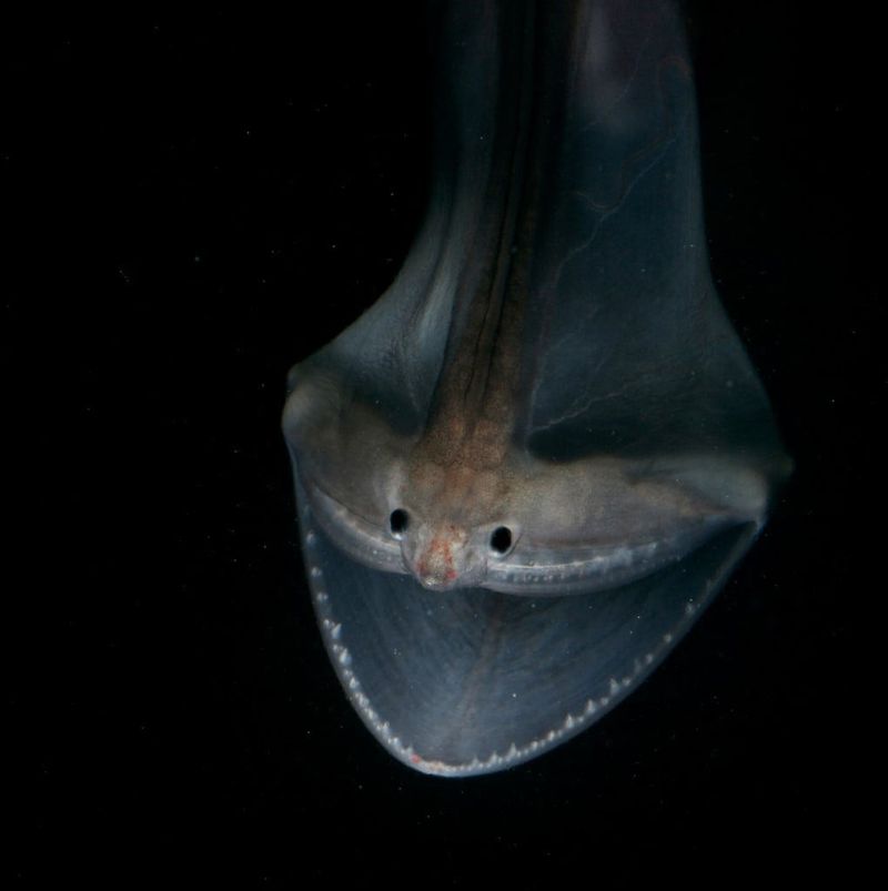 Gulper Eel