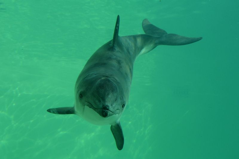 Harbor Porpoises