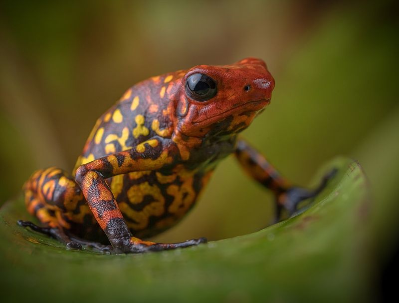 Harlequin Poison Frog