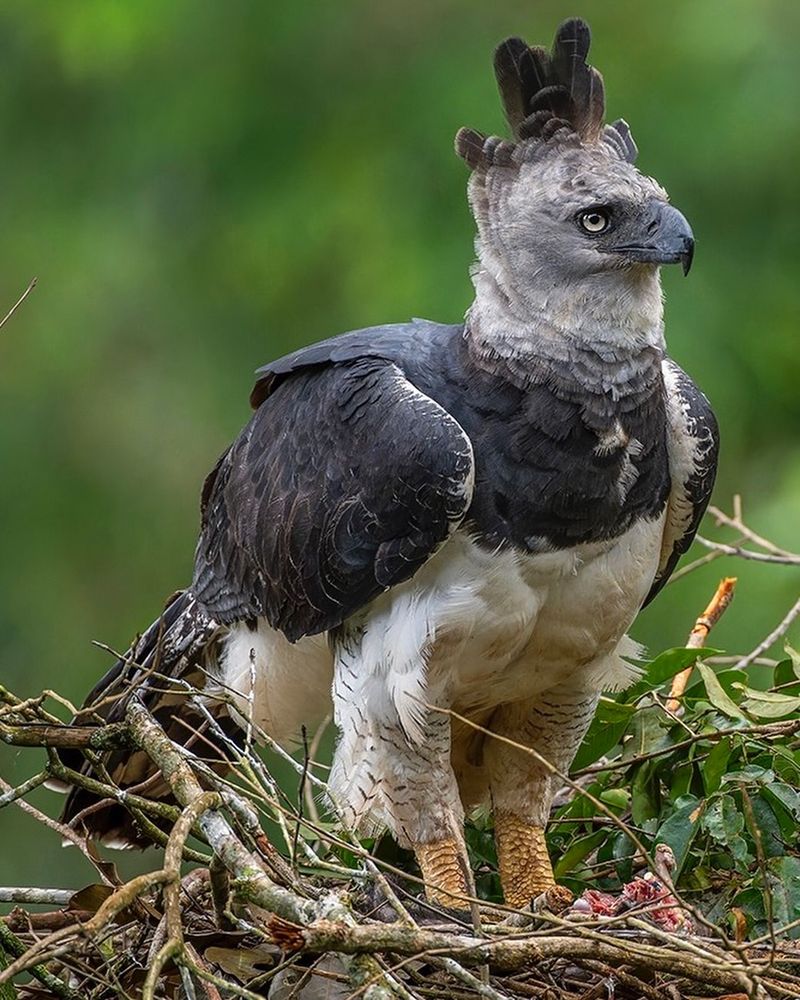 Harpy Eagle