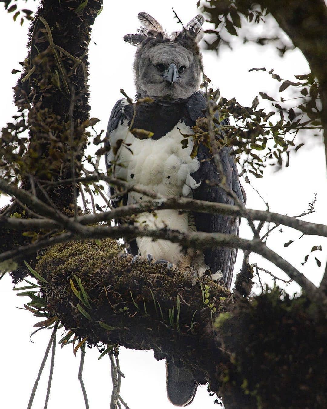 10 Astonishing Birds of Prey That Rule the Skies