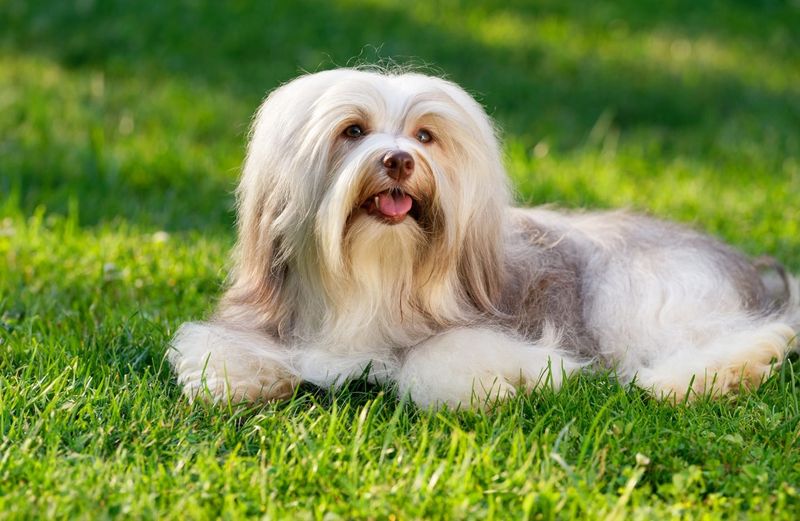 Havanese