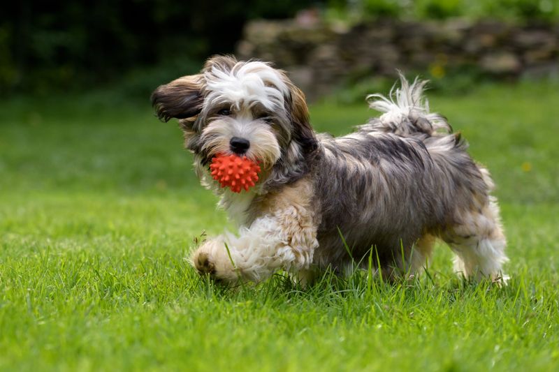 Havanese