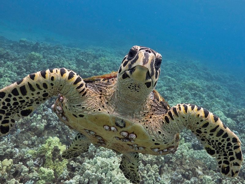 Hawksbill Turtle