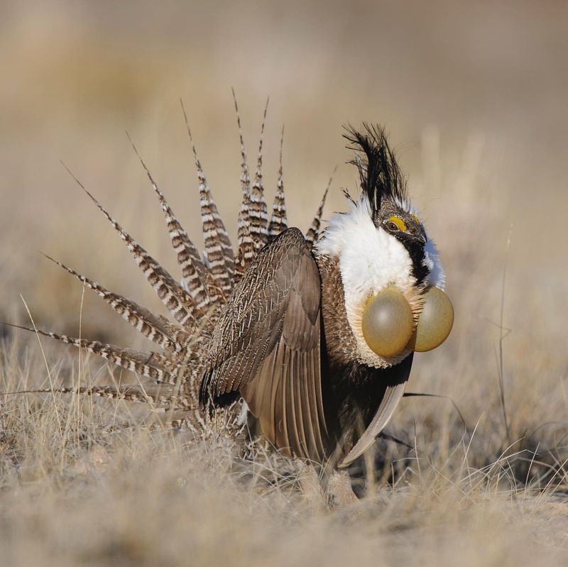 Heath Hen