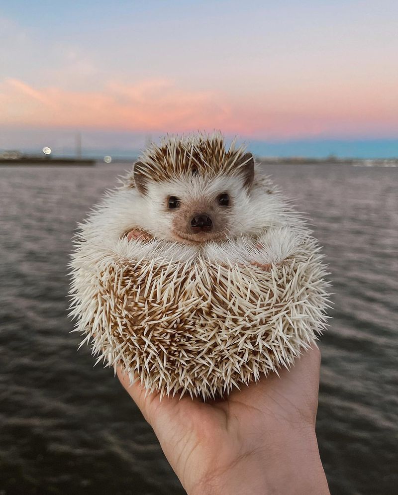 Hedgehog