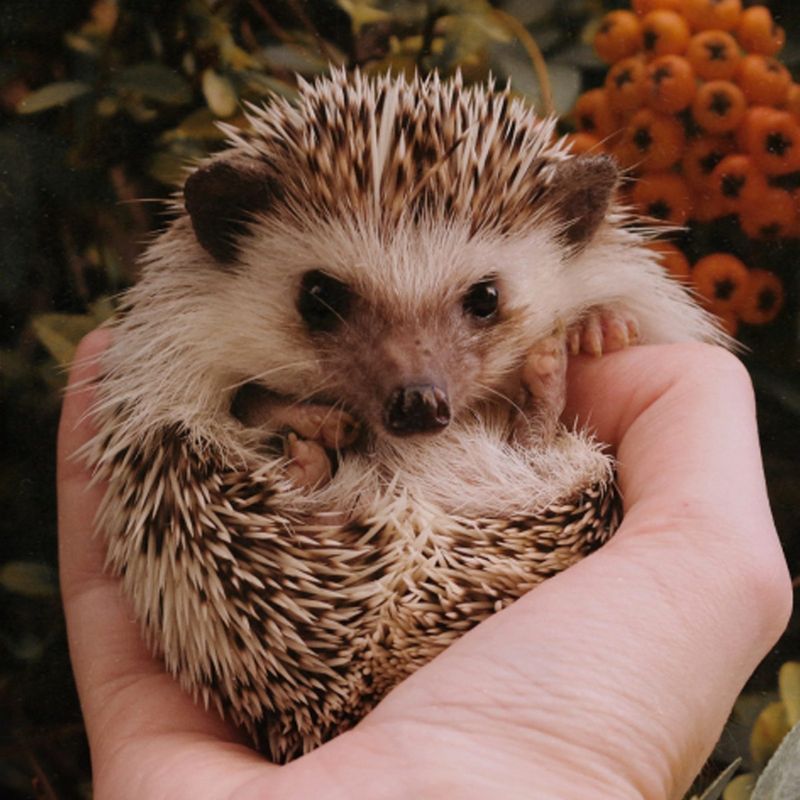 Hedgehog