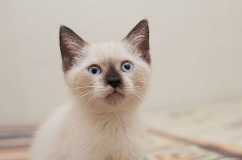 Himalayan Siamese