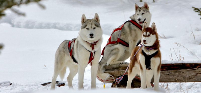 History of Sledding