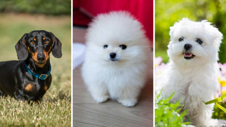 10 Small Dogs with Remarkably Long Lifespans