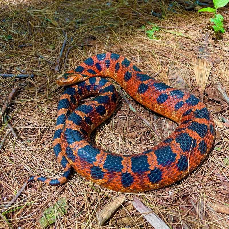 Hognose Snake