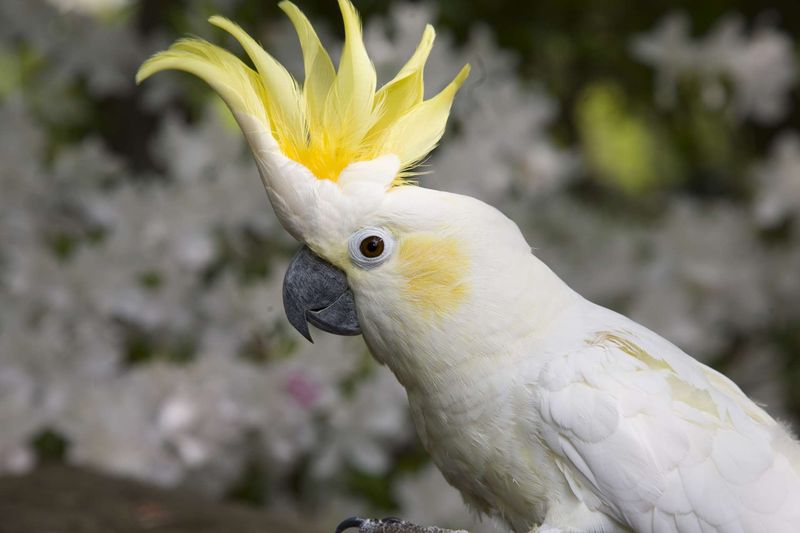 How 11 Smartest Birds in the World Use Their Intelligence to Solve Problems