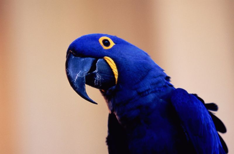 How 11 Smartest Birds in the World Use Their Intelligence to Solve Problems