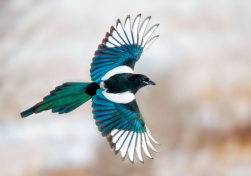 How 11 Smartest Birds in the World Use Their Intelligence to Solve Problems