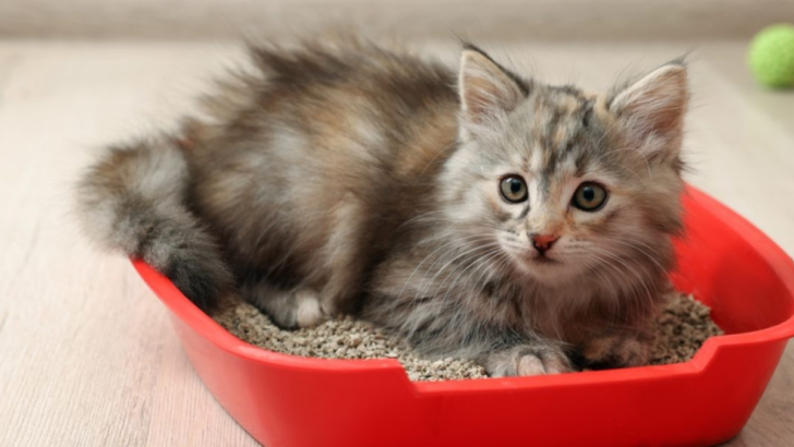 How To Stop Your Cat From Peeing Over The Edge Of The Litter Box?