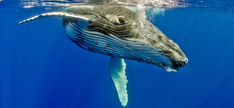 Humpback Whales