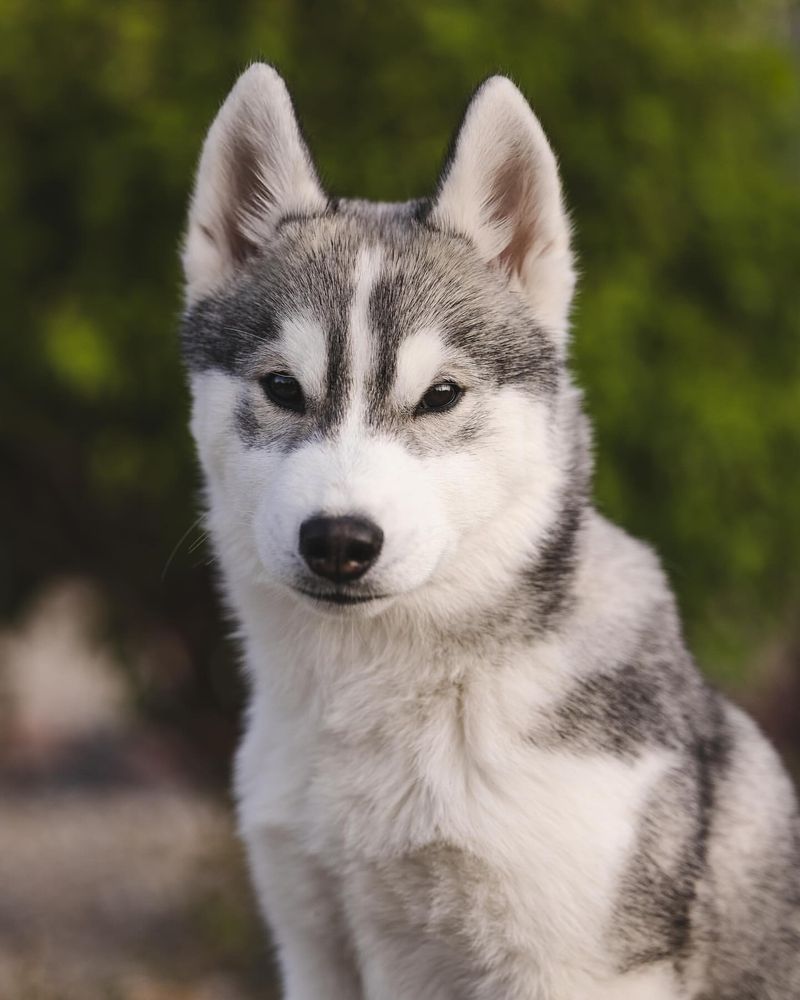 Husky