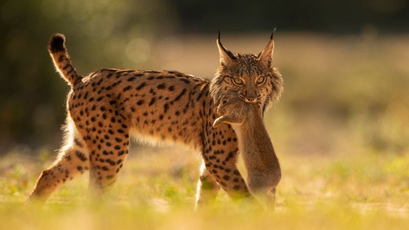 Iberian Lynx