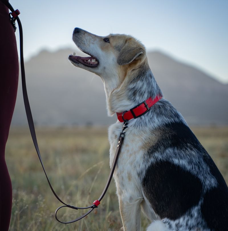 Improper Leash Handling