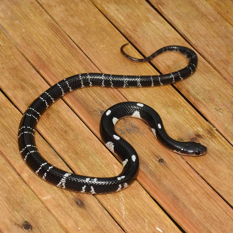 Indian Krait